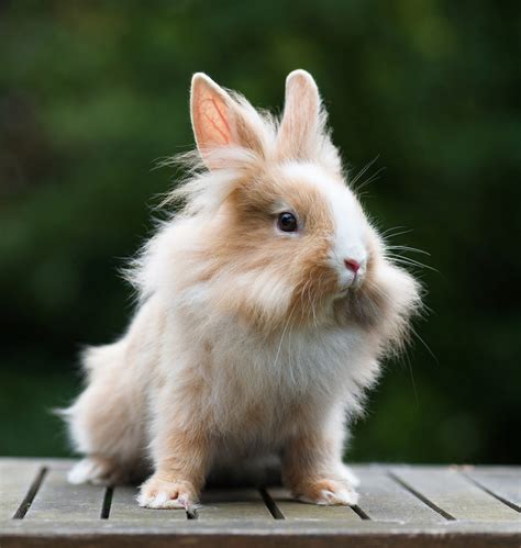 dwarf rabbits as a new pet as a new pet series Reader